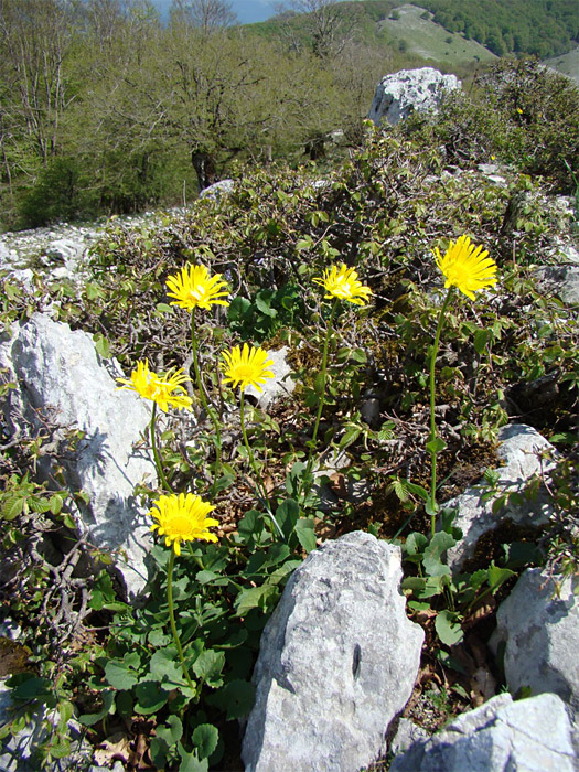 Doronicum columnae